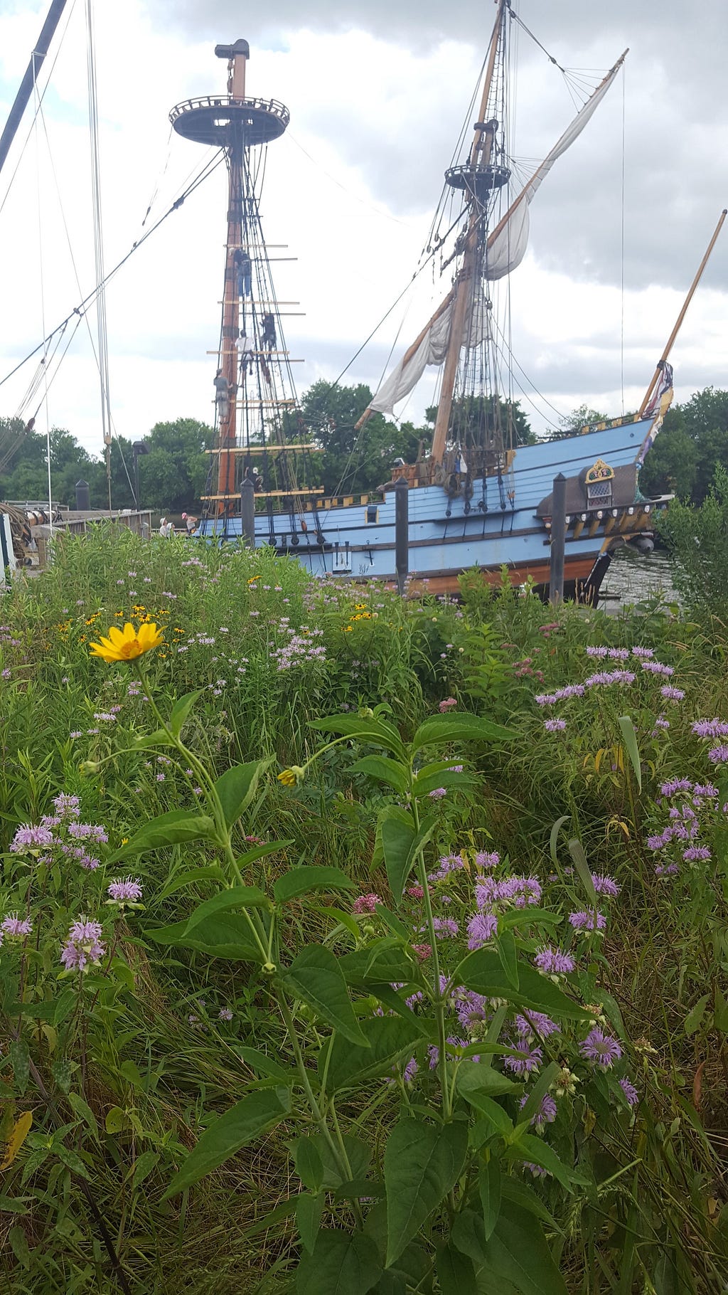 Wildflowers growing on the banks of a river, with a tall ship in the background.