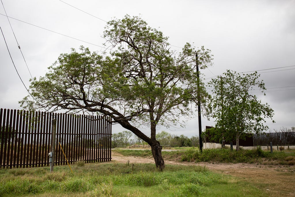 A tree next to a section of the border wall separating the United States and Mexico