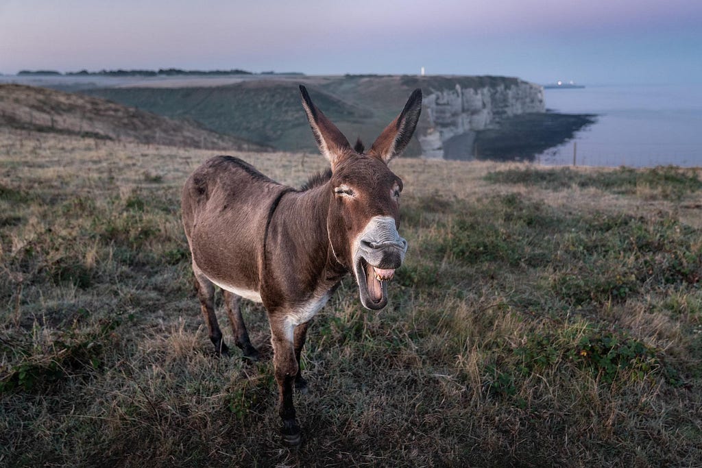 A Donkey brays on a clif.