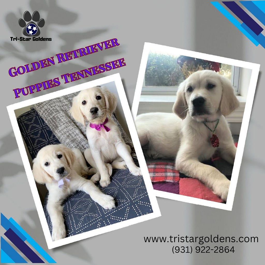 Golden Retriever Puppies Tennessee
