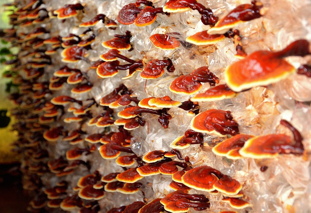 A photo of reishi mushrooms growing on a farm.
