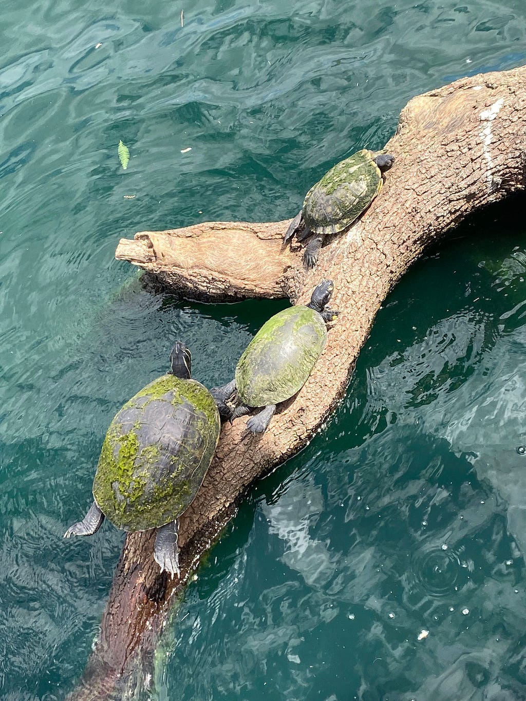 Family of three yellow bellied sliders basking in the sun rays on a beautiful log. They are surrounded by beautiful blue water.