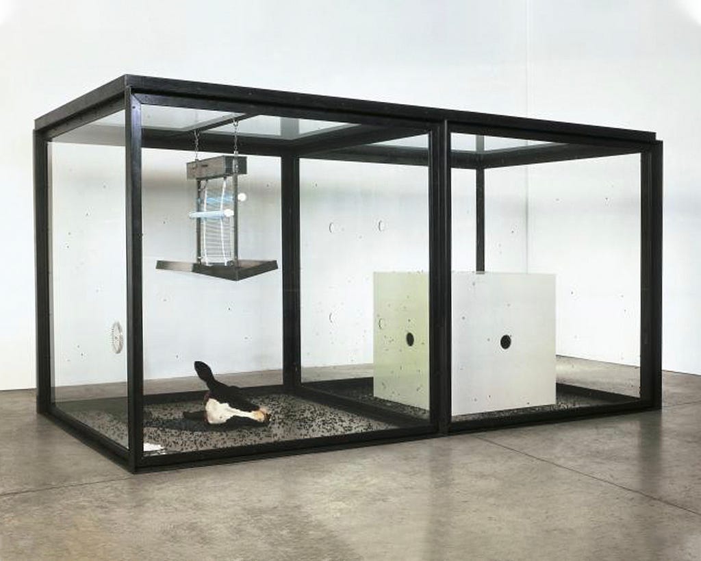 Two glass boxes, one containing a cube filled with maggots, the other containing a severed cow’s head, an electrocuting lamp and flies.