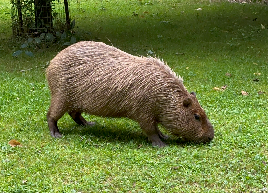 Brown capybara feeding on green grass