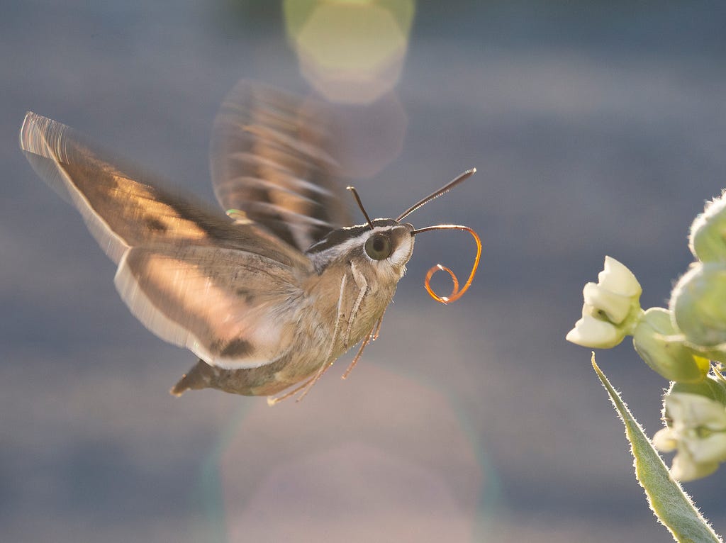 White-lined sphinx moth (Hyles lineata) pollinating desert milkweed (Asclepias erosa).