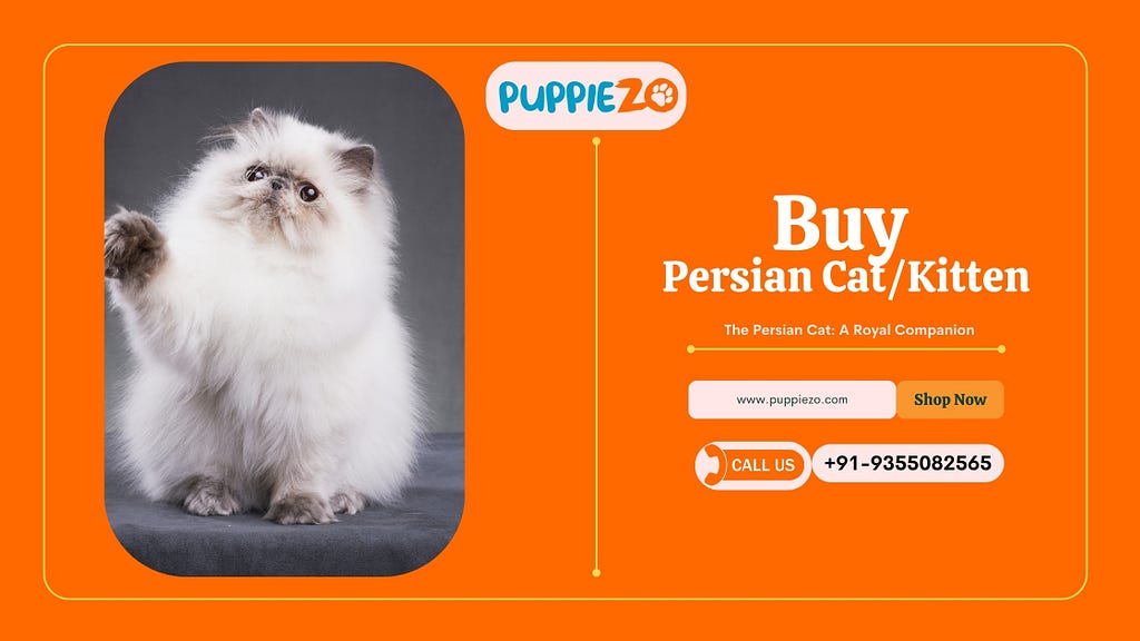 Persian Cat Price