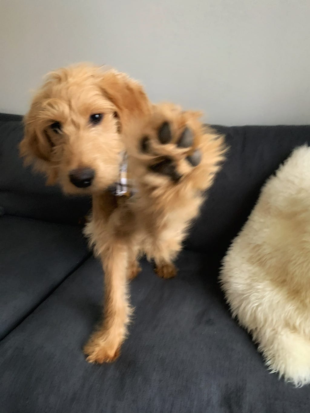A goldendoodle puppy sitting on a grey sofa with a raised paw, giving a ‘high five’.