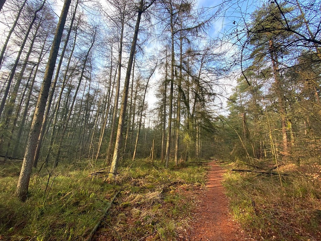 September gaat de hei op, tijdens Devweek! Of eigenlijk. Het bos in.