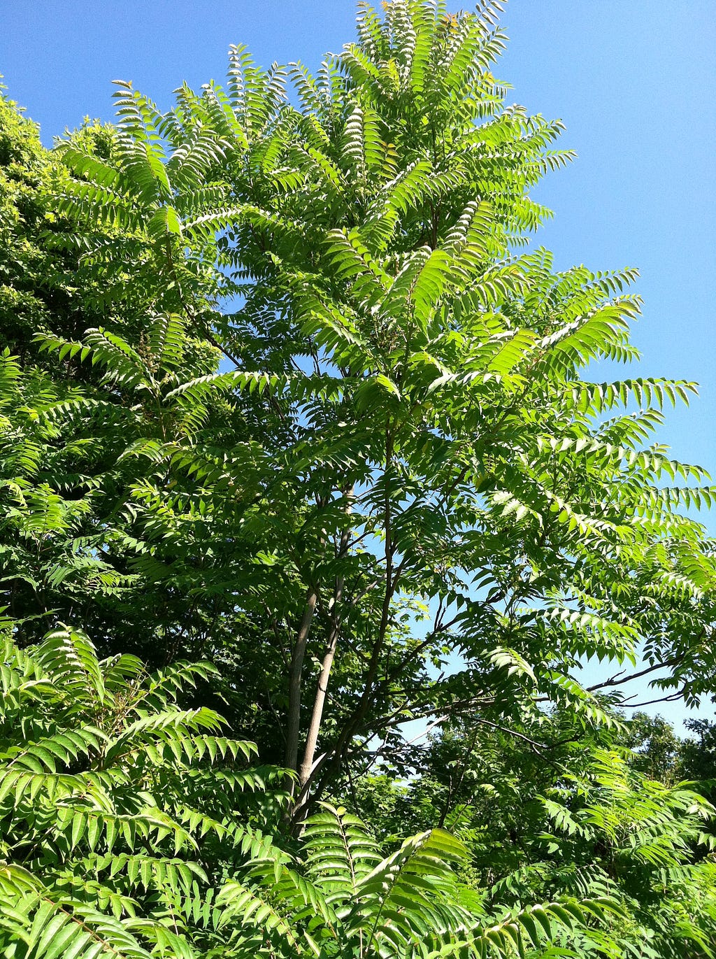 a tree with leafy green branches stretches toward a blue sky