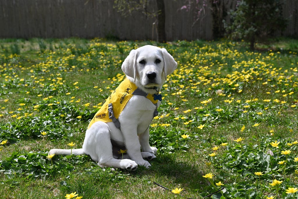 Photo of a service dog in training puppy sitting in the grass