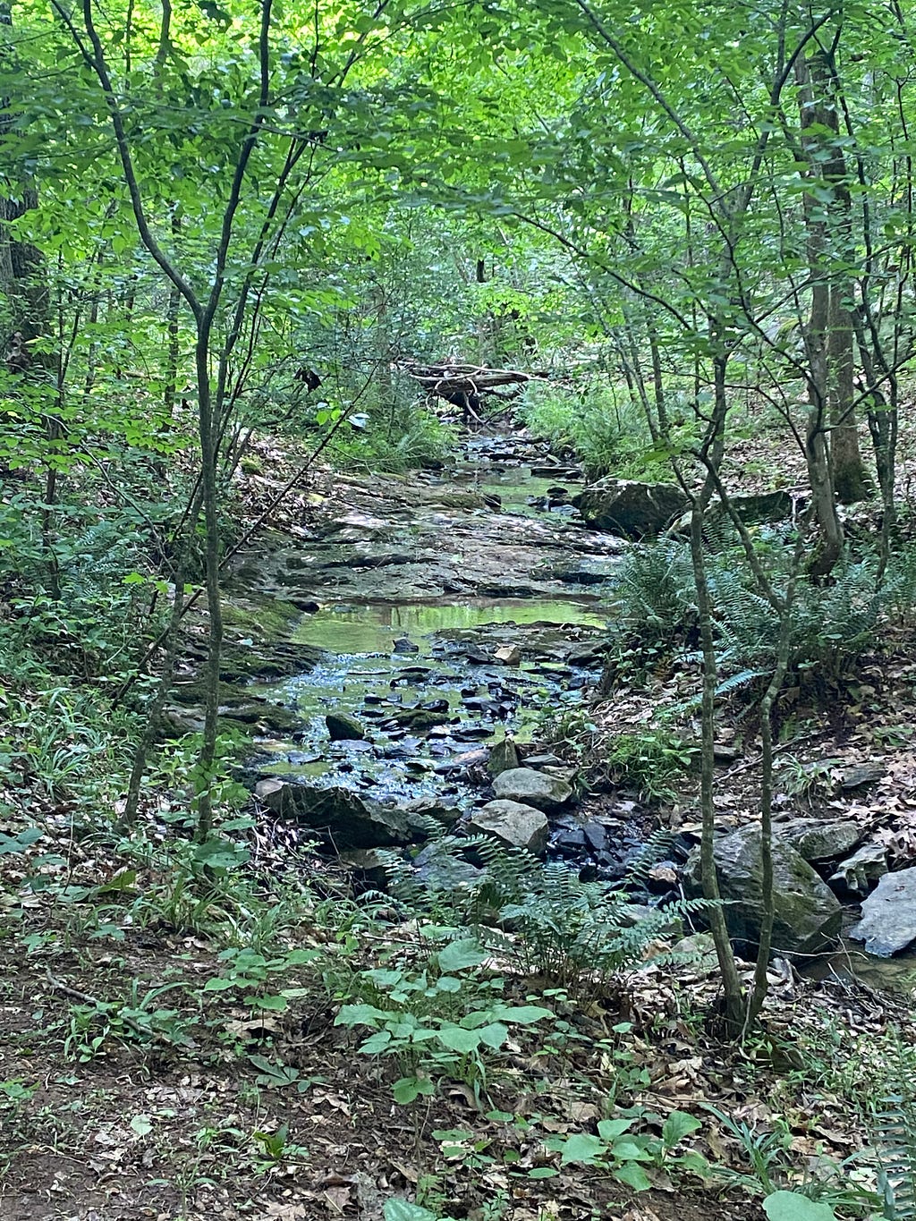 A creek running through a North Carolina forest.