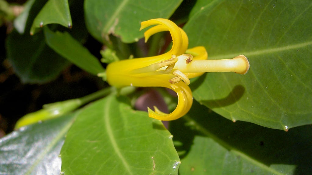 Close-up of ʻohe naupaka (Scaevola glabra) flower. Half-flower is bright yellow and tubular.