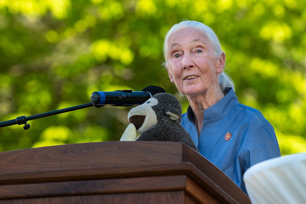 A picture of Jane Goodall speaking on campus.