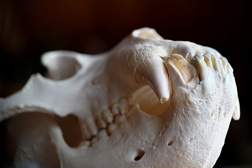 close up of a brown bear skull