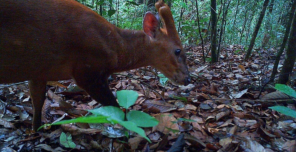 red muntjac