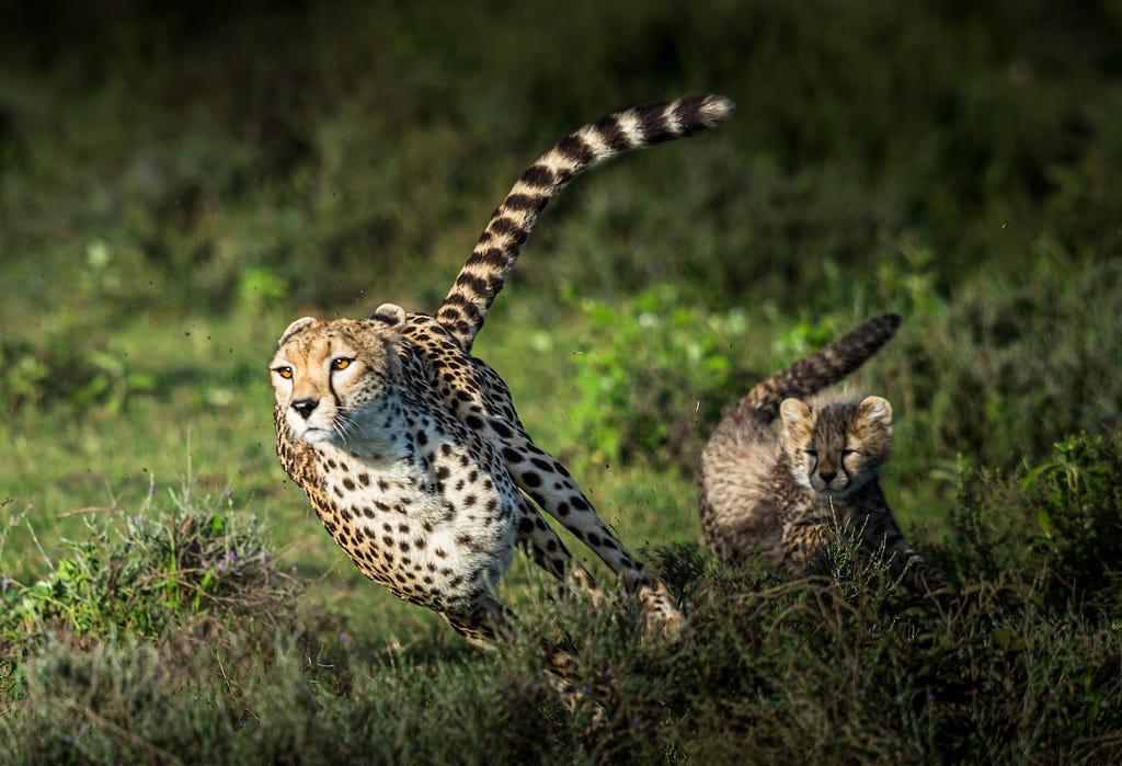 an adult cheetah running in a field of grass with a baby cheetah watching