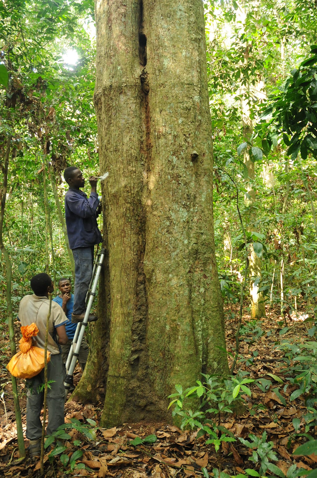 Three men stand next to a tree. One of them is standing on a ladder while painting a line on the tree. The other two are below him, standing by the ladder.
