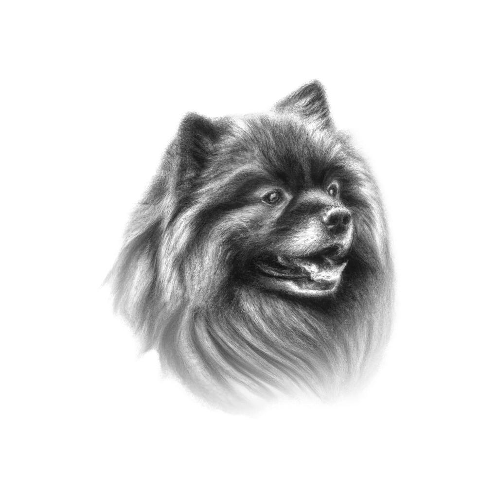 A pencil and charcoal portrait drawing of a Keeshond