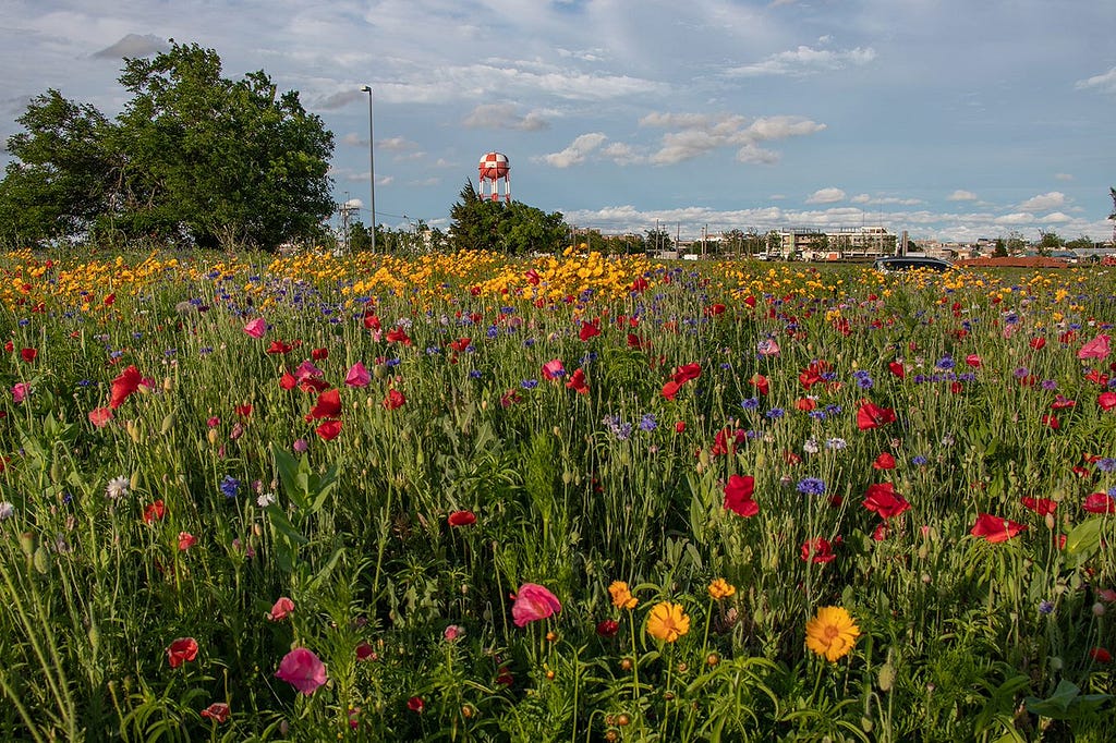 Wildflowers from pollinator habitat in Oklahoma City, with aviation equipment in the background.