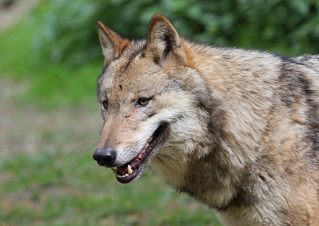 This wolf was once a man, and can kill vampires