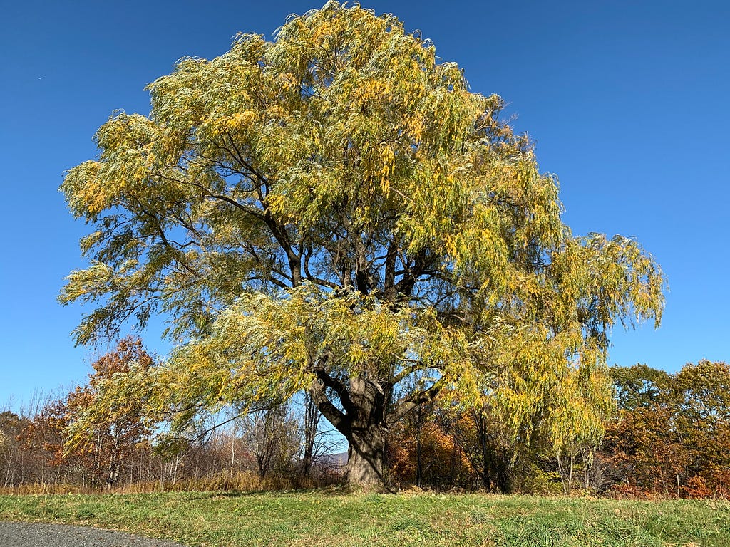 A large tree centered against a crisp Fall sky
