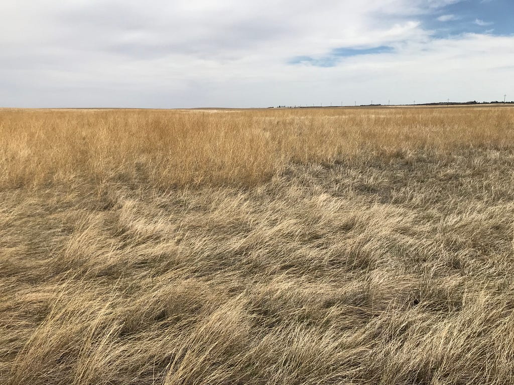 A field full of brown, dead grass and thatch