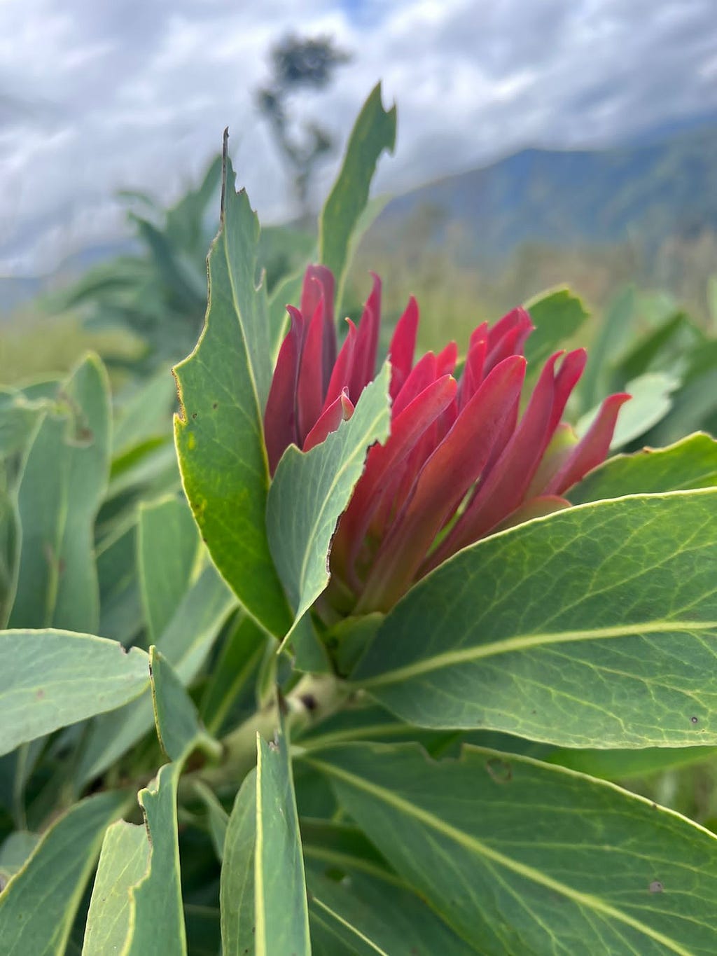 A close-up of a wild mountain Protea with a mountain and bush in the background