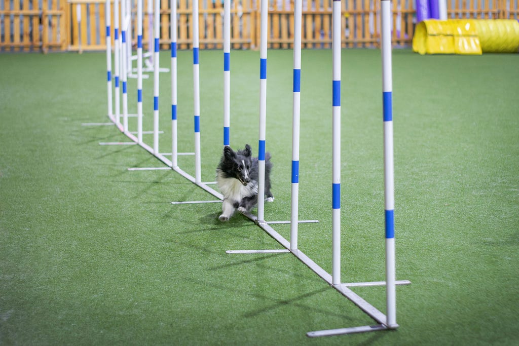 A dog going through an obstacle course
