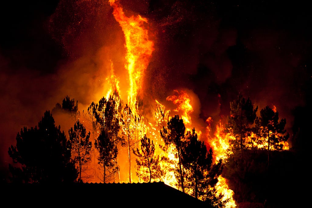 Wildfire buring in a pine forest
