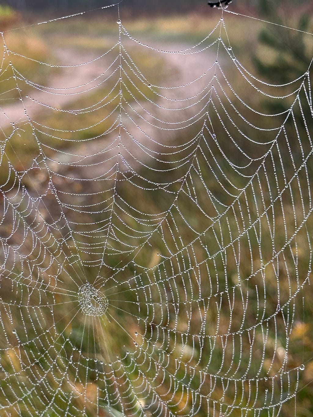 Large spider net after a rain