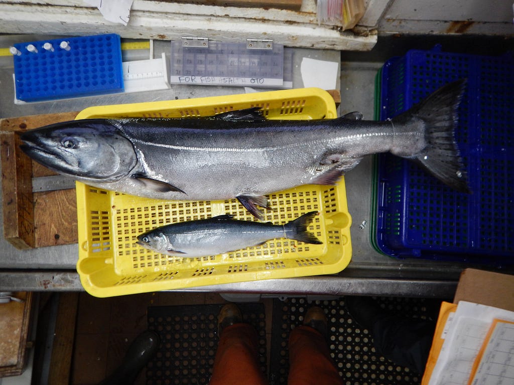 A Chinook and Coho salmon in a yellow basket on a lab table.