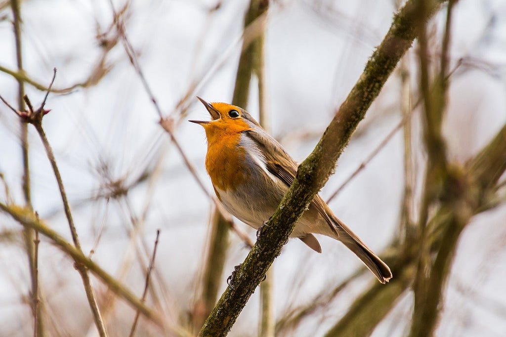 Birdsong — robin singing in tree