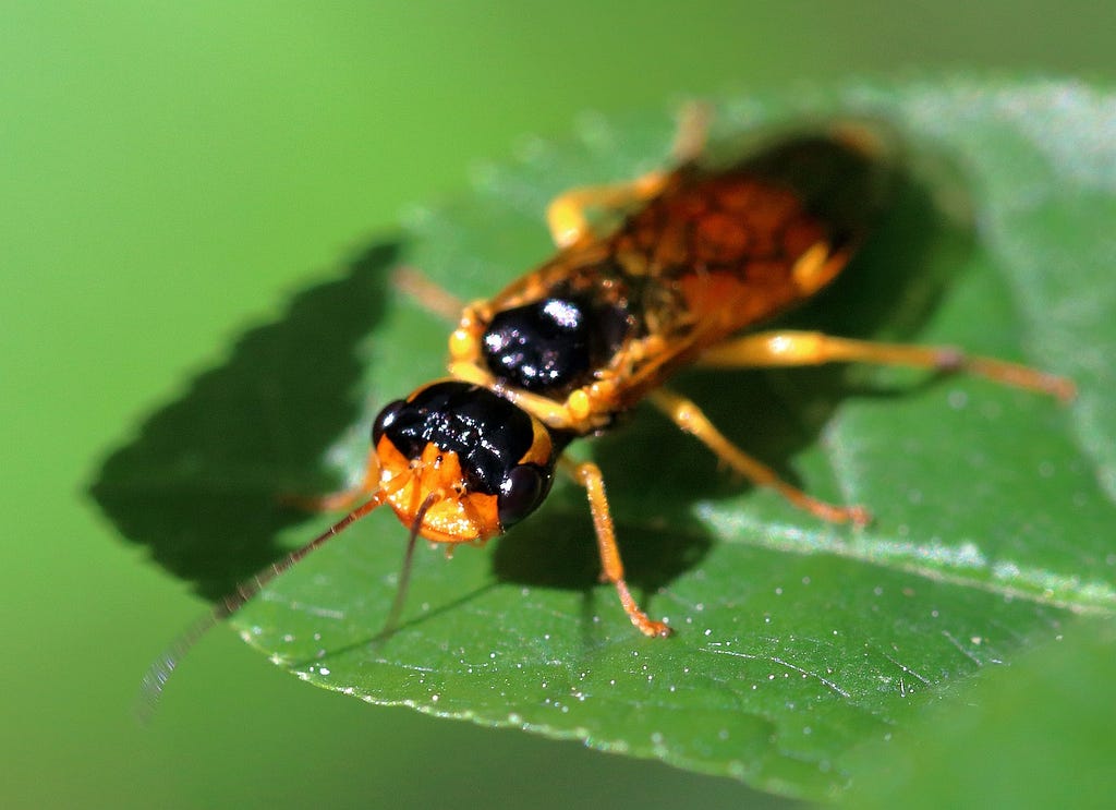 A closeup of a sawfly on a leaf. Image by Pete from Pixabay.