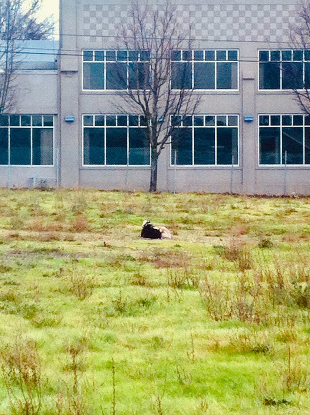 Two goats sit on the ground together in a grassy field, the side of a building across the street behind them.