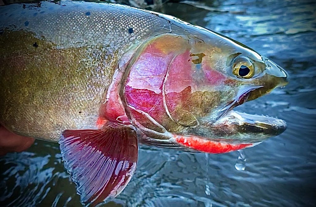 A trout with a pink cheek and red marking under its jaw