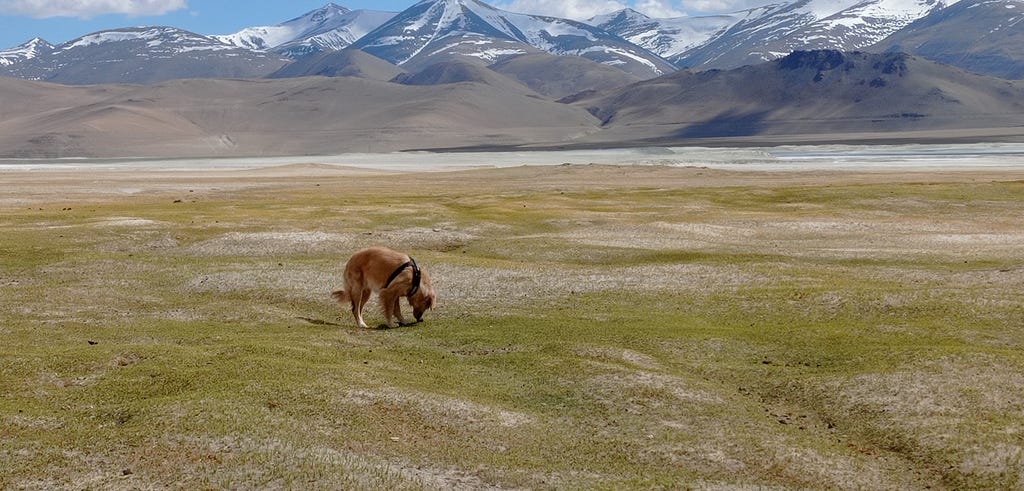 Alzu, my golden retriever pet, playing in the grasslands near a frozen lake in Ladakh during our road trip