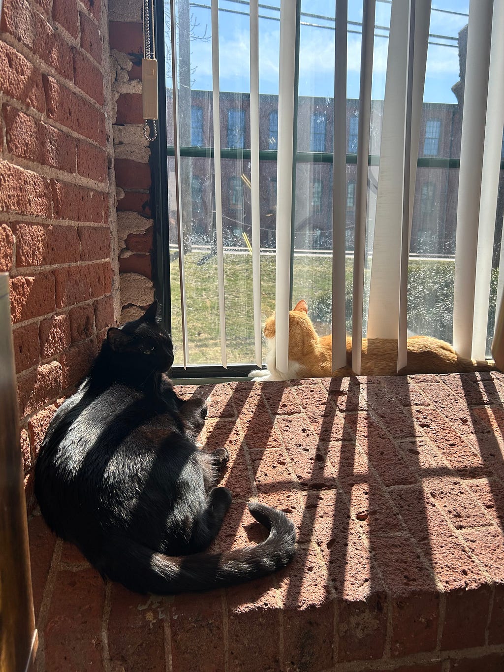 My cats enjoying a windowsill lounge in the sunshine