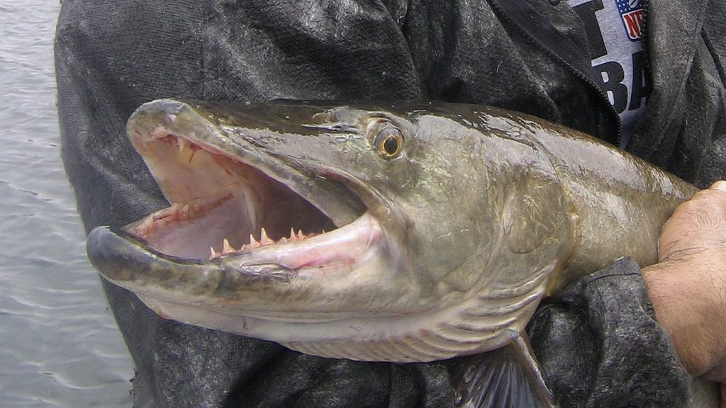 Muskellunge