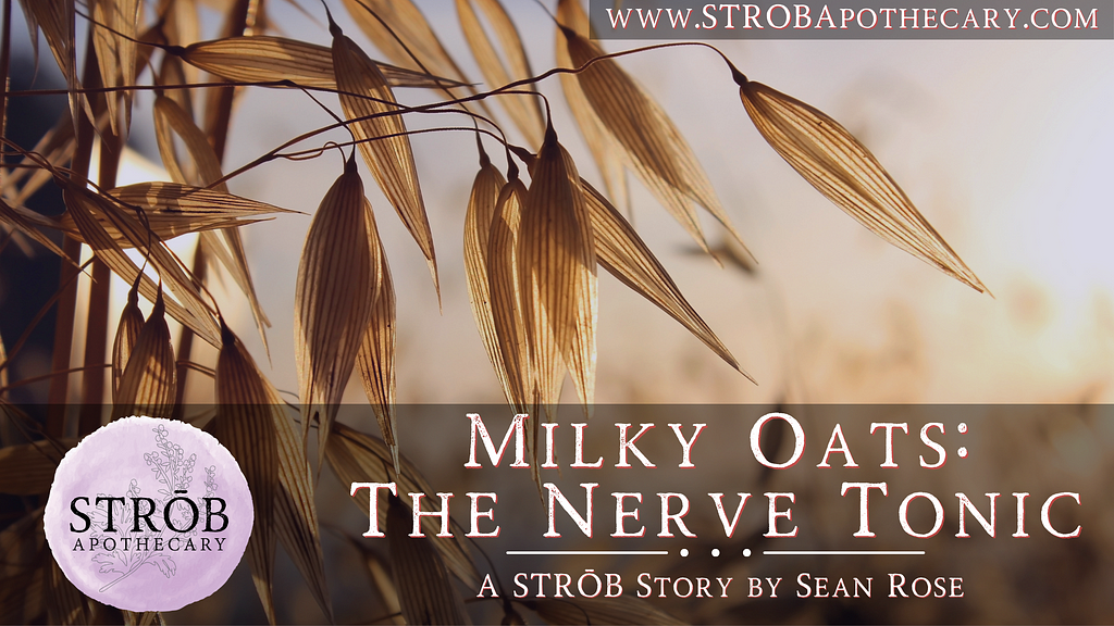 Story header image. Milky Oats: The Nerve Tonic, A STROB Story by Sean Rose. Image background is oat grass after it has released its seed.