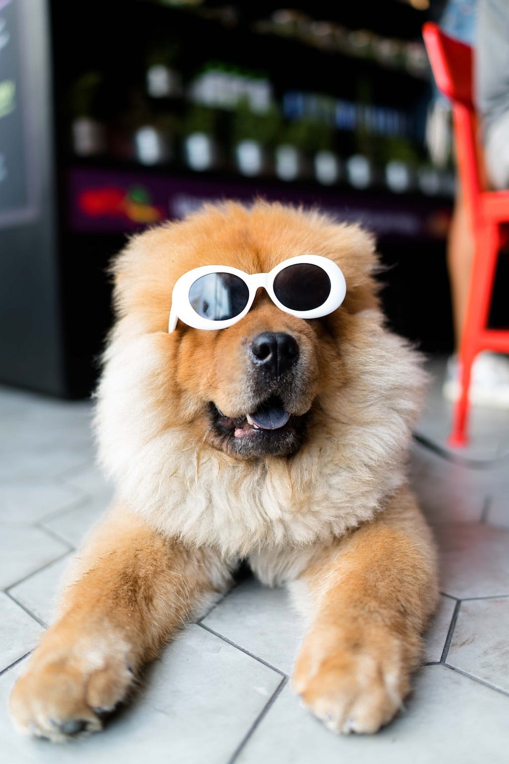 A fluffy orange dog wears some cool looking sunglasses.