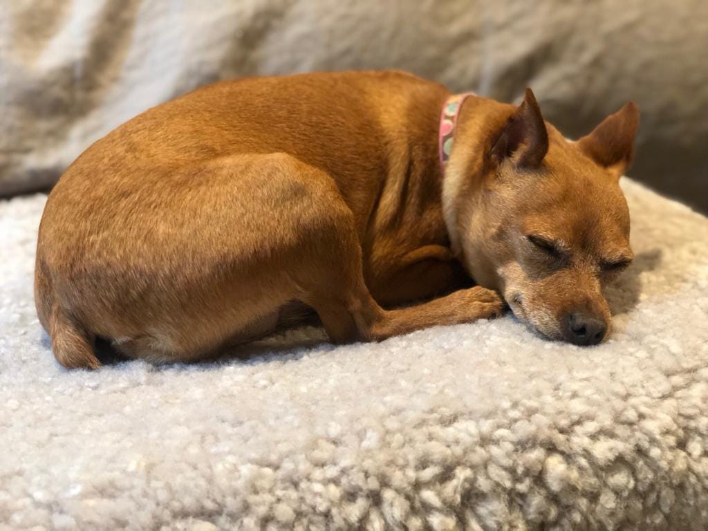 Tired dog sleeps in a ball on top of a grey sheepskin.