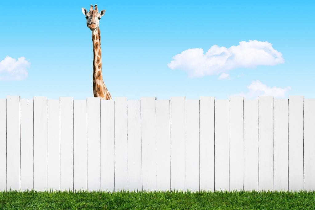 A giraffe looking over a white fence