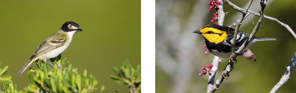 on the left a green and white bird with a black head, on the right a black and white bird with a yellow head