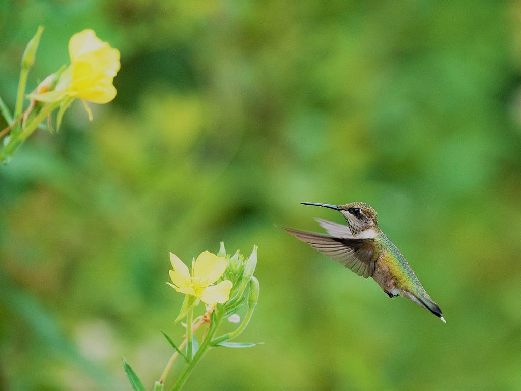 Ruby-throated hummingbird approaching a flower