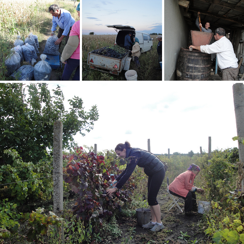 Photo collage by author of picking grapes in Moldova to make wine.