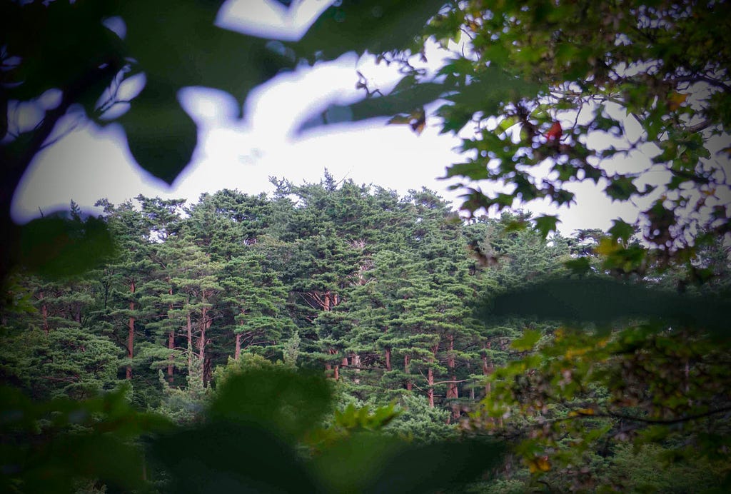 A cedar forest seen through the trees on Mt. Kyogakura, a mountain on the outskirts of Sakata City, Yamagata Prefecture, in the Tohoku region of north Japan.