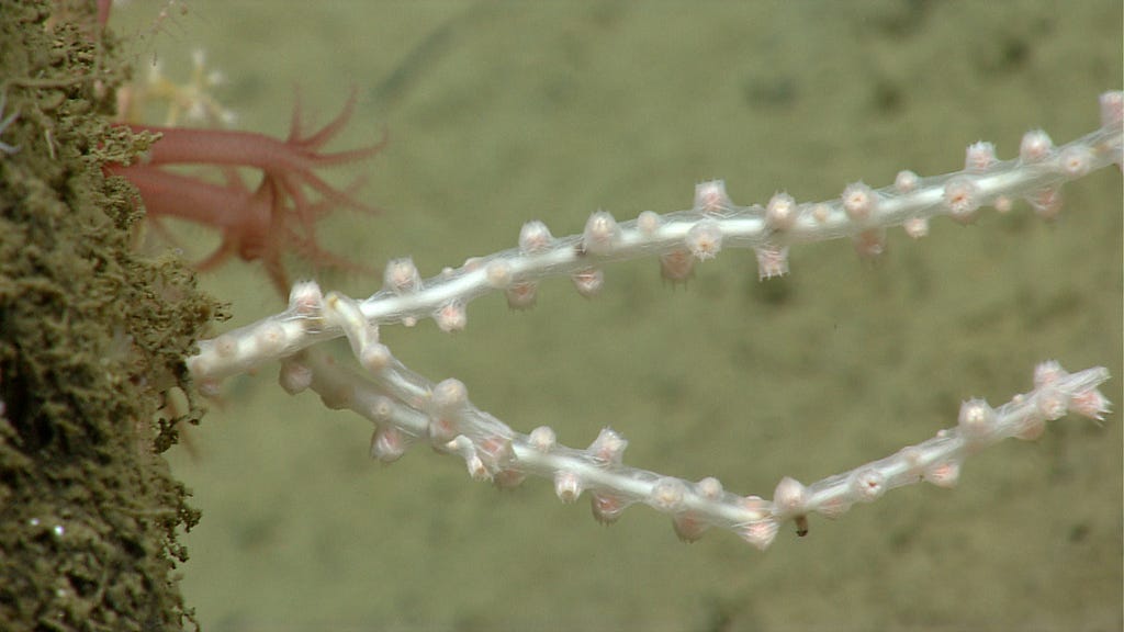 Close-up of bamboo coral polyps, with tentacles retracted