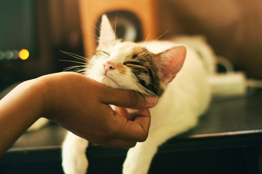 Cat on a table, enjoying a chin scratch by a human hand