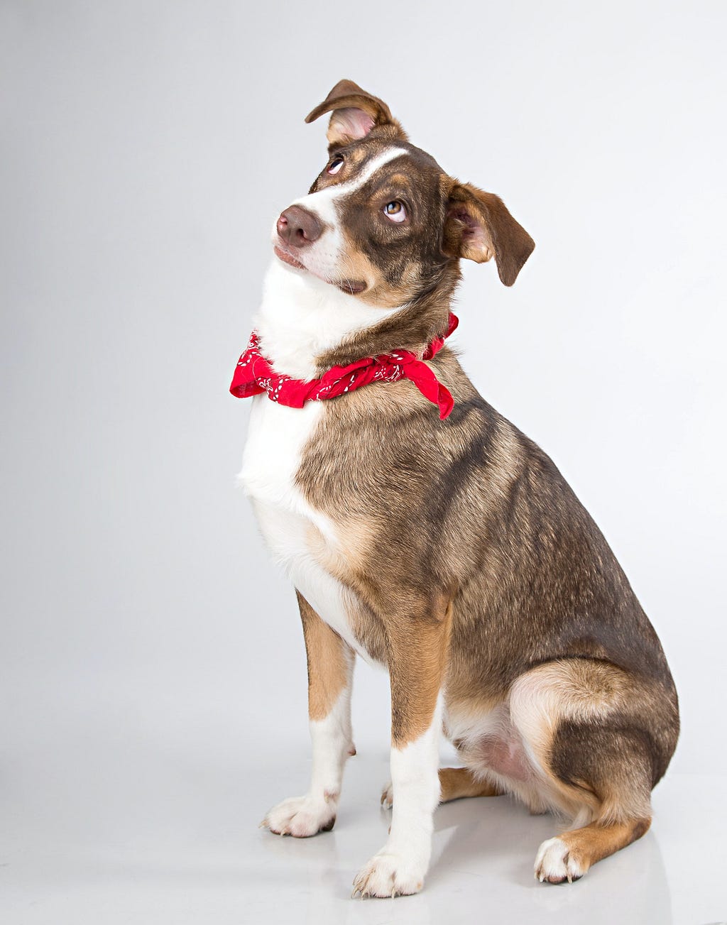 A short coated dog, mostly light and dark brown with a patch of white in their throat and belly. They are wearing a red bandana as a collar and have their head tilted and their eyebrows raised.