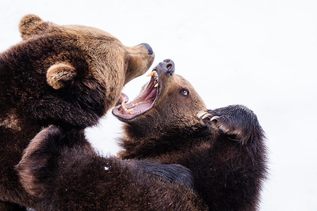 Two bears, intensely fighting and roaring against each other.